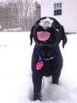 Черно кученце в снега