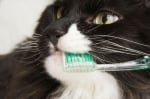 Четкане на зъбите на котката