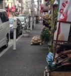 Най - търпеливия стопанин в света разхожда своята гигантска костенурка по улиците на Токио