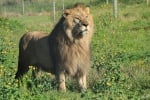 Цирковите лъвчета от Зоопарк Стара Загора вече са на свобода в африканския резерват „Шамуари“