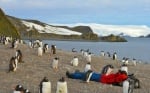 Да лежиш на плажа с пингвини