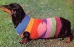 Дакел с пуловер