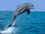 Сетива при делфините