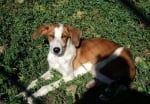 Приютът за кучета в Стара Загора обявява Ден на отворените врати за стимулиране на осиновяването
