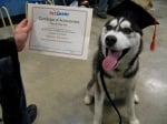 Дипломирано куче