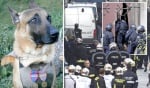 Полицейското куче Дизел се превърна в герой, загивайки при залавянето на терористите в Париж