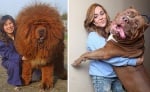 Добросърдечни кучета, които не осъзнават колко са огромни (1 част)