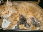 Домашна котка осинови таралежчета, чиято майка е загинала