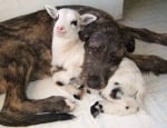 Домашно куче и козле са приятели в приют за животни