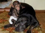 Доведено бебе шимпанзе с братята си кученца