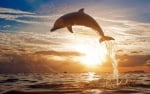Духът на делфините