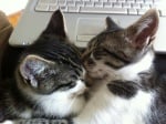Две големи котки спят заедно пред лаптоп