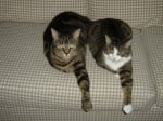 Две котки на дивана