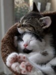Две котки спят заедно