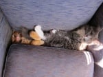 Две котки, заклещени между възглавниците на дивана