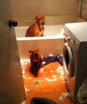 Две кучета разкъсват хартия в тоалетната