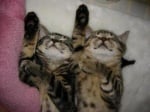 Две шарени котки