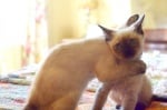 Две сиамски котета се прегръщат