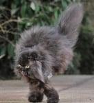 Двукрака персийска котка