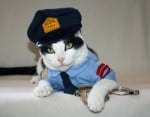 Котешка полиция
