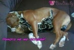 Една любов между котка и питбул