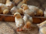 Енцефаломалация при пилетата