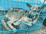 Канадската фигуристка Меган Дюамел спаси куче от пазар за месо в Южна Корея