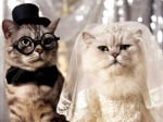 "Скъпи младоженци..." :)