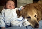 Голдън ретривър куче с бебе