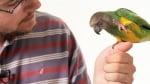 Говорене на папагал