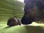 Грижовно куче пази катерица