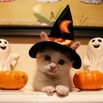 Halloween kitty