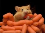 Хамстер яде моркови