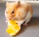 Хамстер яде портокал