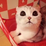 Запознайте се с Хана - котето с големи красиви очи, което взриви Instagram
