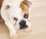 "Моето куче не  хапе" - защо ветеринаря не вярва на 100%?