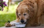 Хранителна диета при възрастното куче