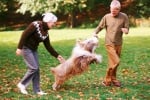 Кои кучета стават по - малко игриви, когато остареят?