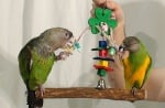 Играчки за папагали