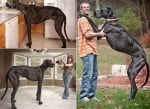 Най - високото куче в света