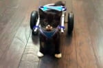 Инвалидна количка за котенце