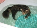 Котка във ваната