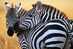 Ивиците на зебрата различни като пръстови отпечатъци