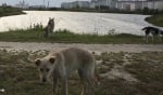 В Русия се избиват стотици бездомни кучета, заради Световното първенство