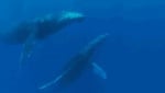 Изчезващи китове