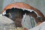 Изненади за великден в зоопарк в Буенос Айрес