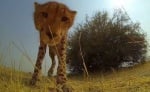 Изненадващи моменти от тайния живот на диви животни, разкрити с камера