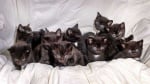 Изоставени черни котенца в куфар