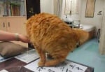 Използване на котка за измерване на пулса