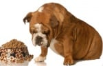 Изследване на Храносмилателната система при кучето